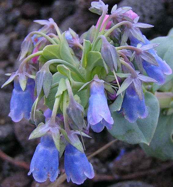 Image of Mertensia maritima specimen.