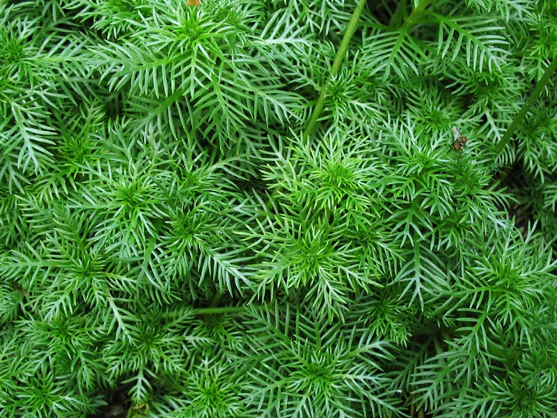 Image of Hottonia palustris specimen.