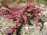 Suaeda prostrata