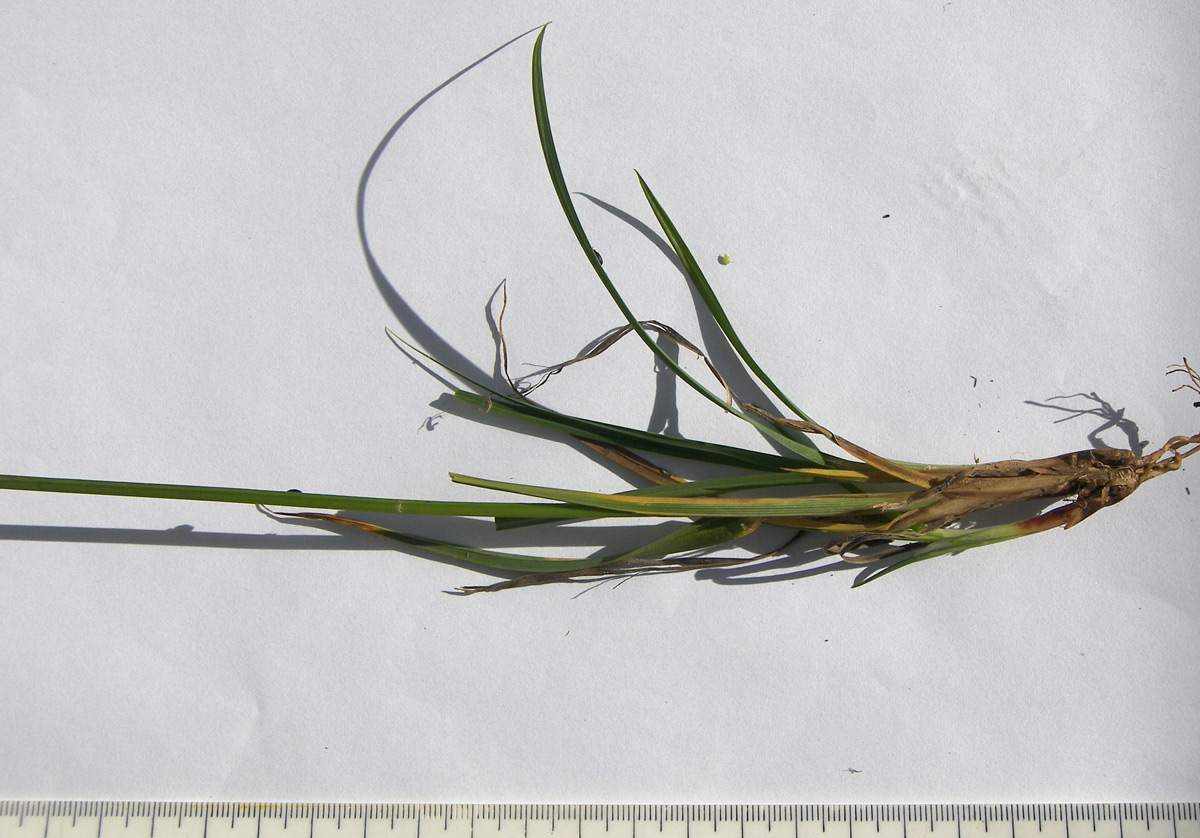 Image of Carex medwedewii specimen.