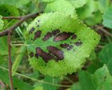 Betula pubescens