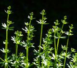 Galium mollugo. Верхушки развивающихся растений. Московская обл., Раменский р-н, окр. дер. Хрипань, садовый участок. 25.05.2015.