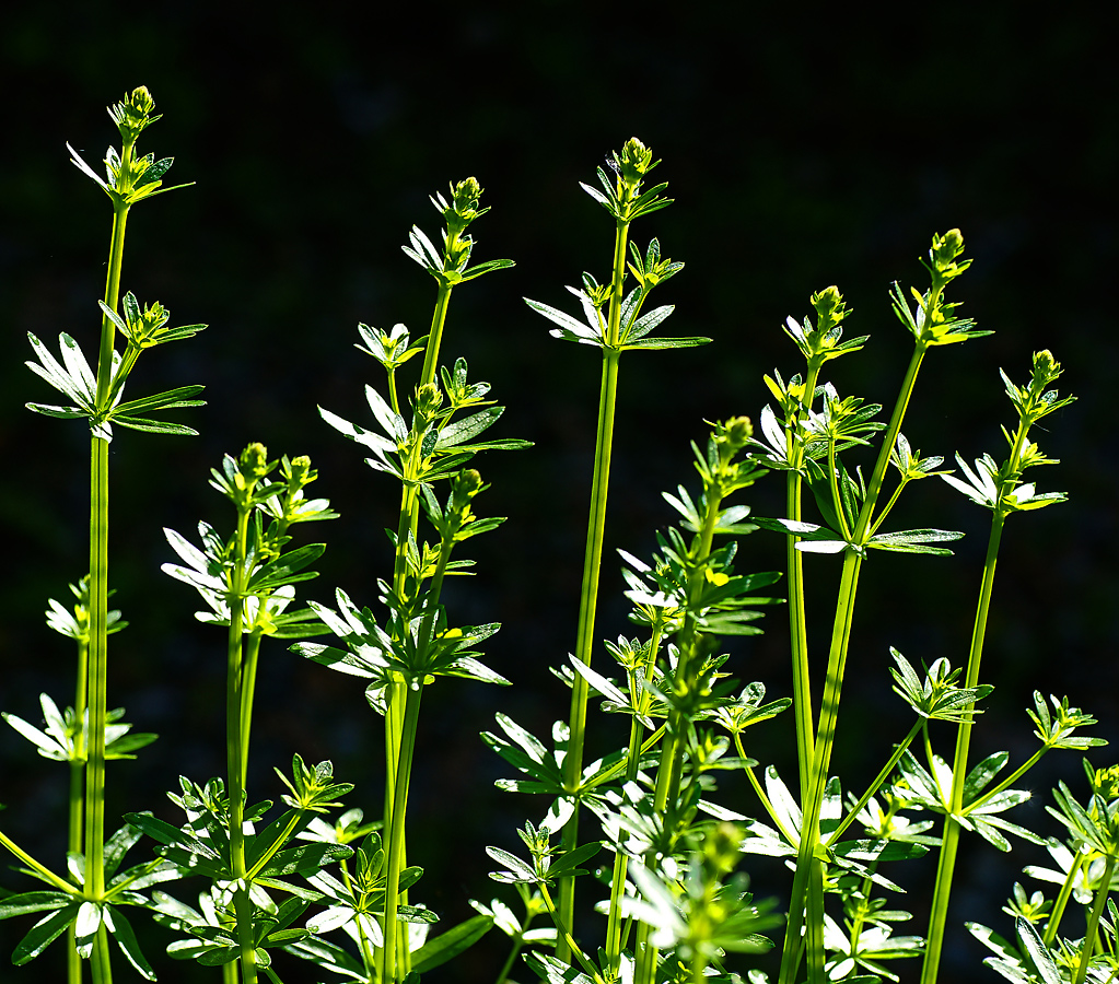 Изображение особи Galium mollugo.