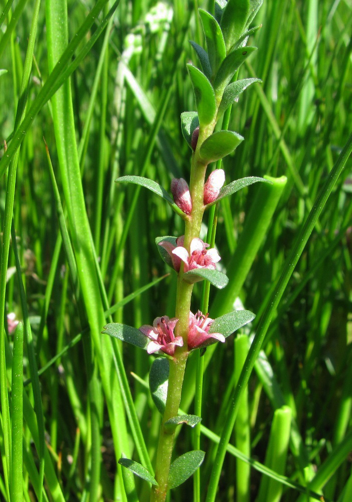 Image of Glaux maritima specimen.