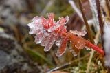 Rhodiola rosea. Побег с листьями в осенней окраске и кристаллах льда. Северный Урал, гора Косьвинский камень, высокогорная тундра. Конец августа 2014 г.