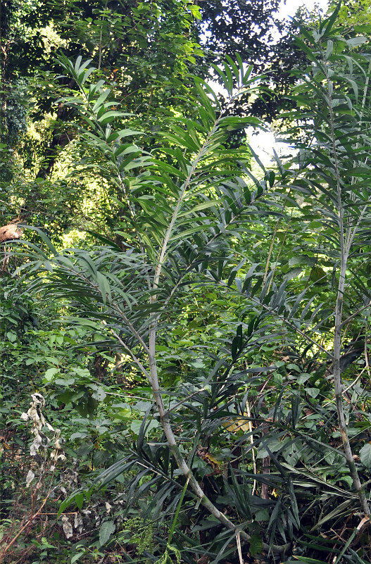 Изображение особи Calamus viminalis.