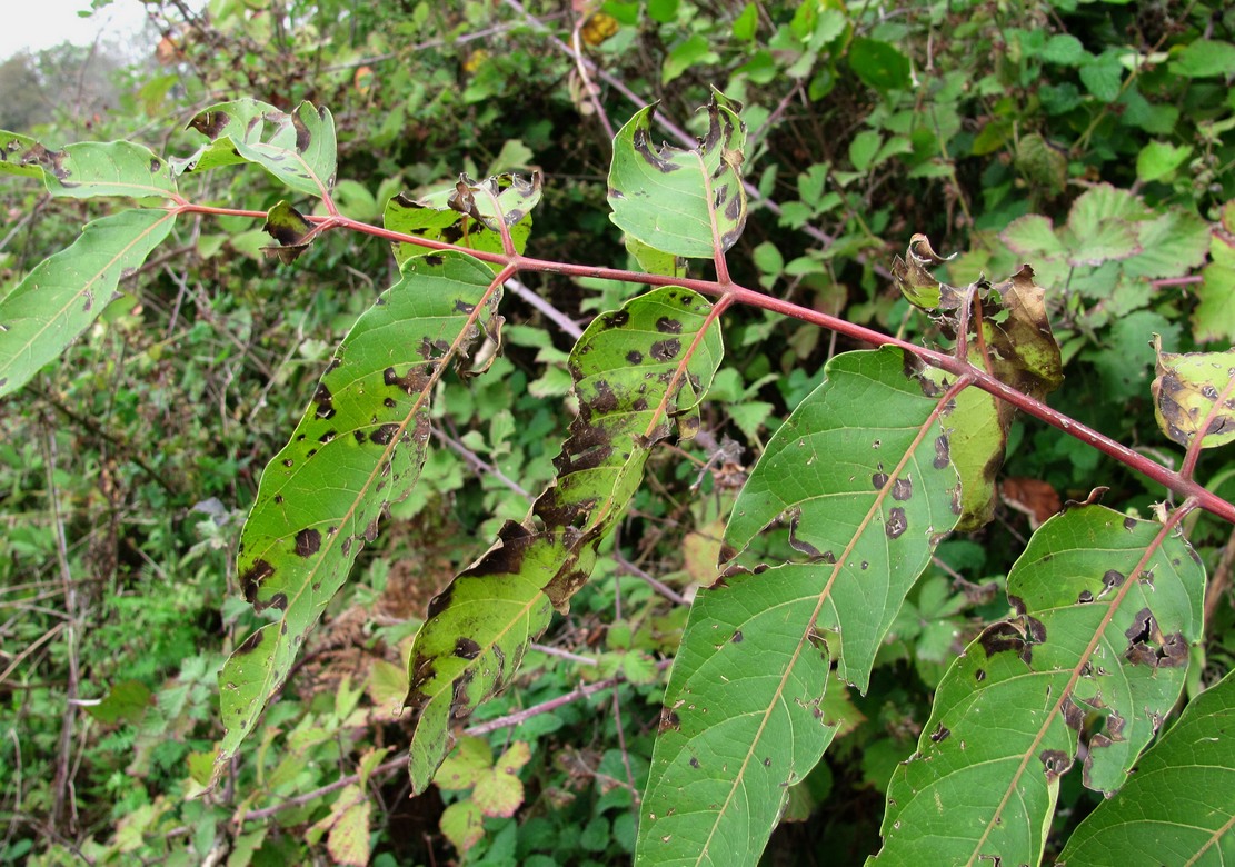 Изображение особи Ailanthus altissima.