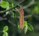 Corylus avellana. Ветвь с мужскими серёжками. Московская обл., Раменский р-н, окр. дер. Хрипань. 08.05.2015.