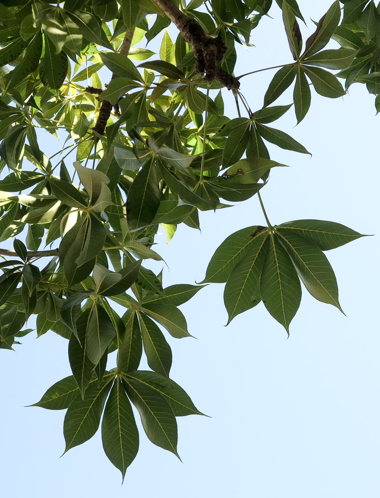 Изображение особи Sterculia foetida.