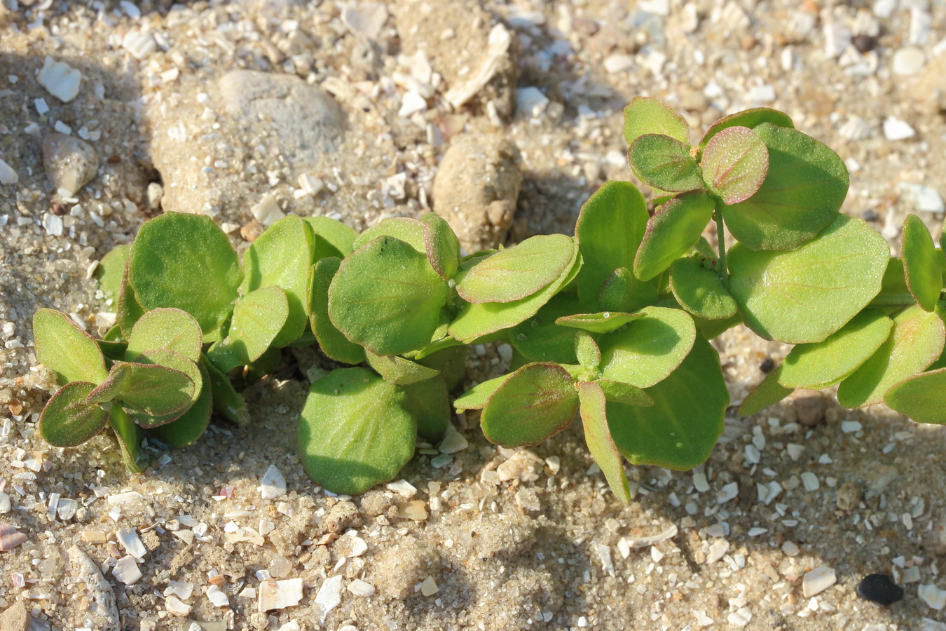 Изображение особи Atriplex aucheri.