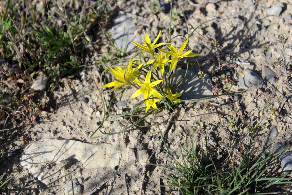 Image of genus Gagea specimen.