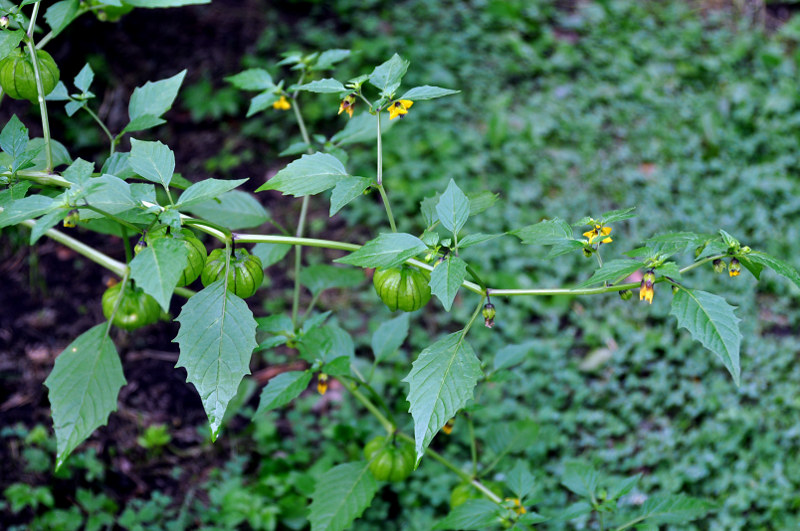 Изображение особи Physalis ixocarpa.