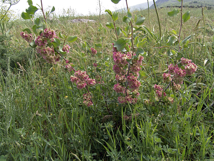 Изображение особи Atraphaxis pyrifolia.