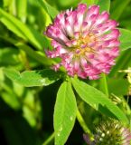 Trifolium medium