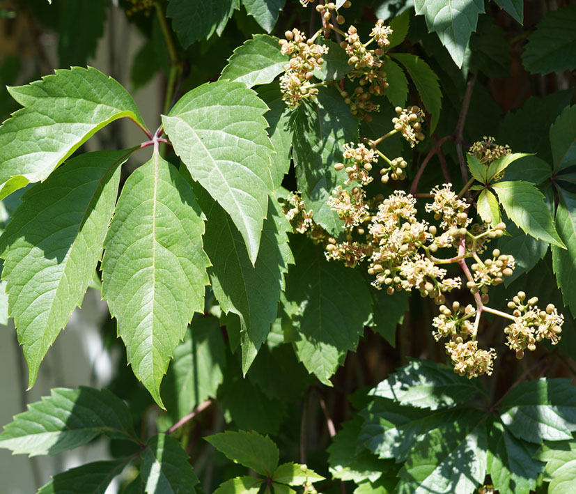 Изображение особи Parthenocissus quinquefolia.