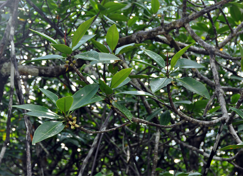 Изображение особи Rhizophora apiculata.