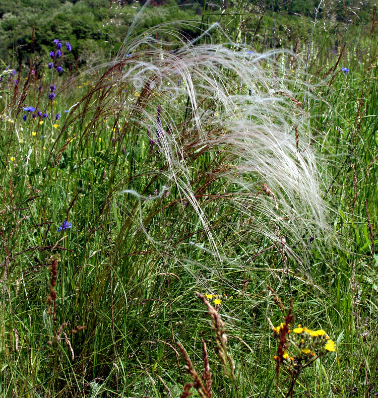 Image of Stipa pulcherrima specimen.