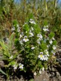 genus Euphrasia
