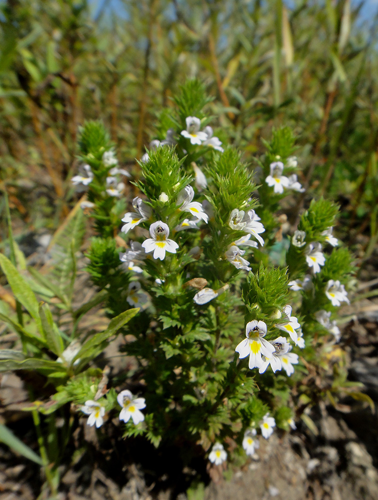 Изображение особи род Euphrasia.