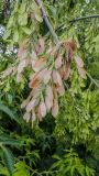 Acer negundo