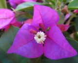 genus Bougainvillea