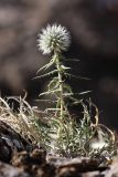 Echinops tschimganicus