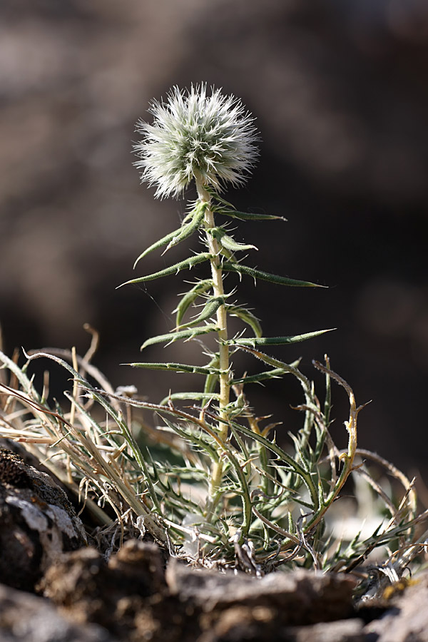 Изображение особи Echinops tschimganicus.