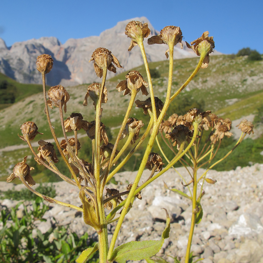 Image of Achillea biserrata specimen.