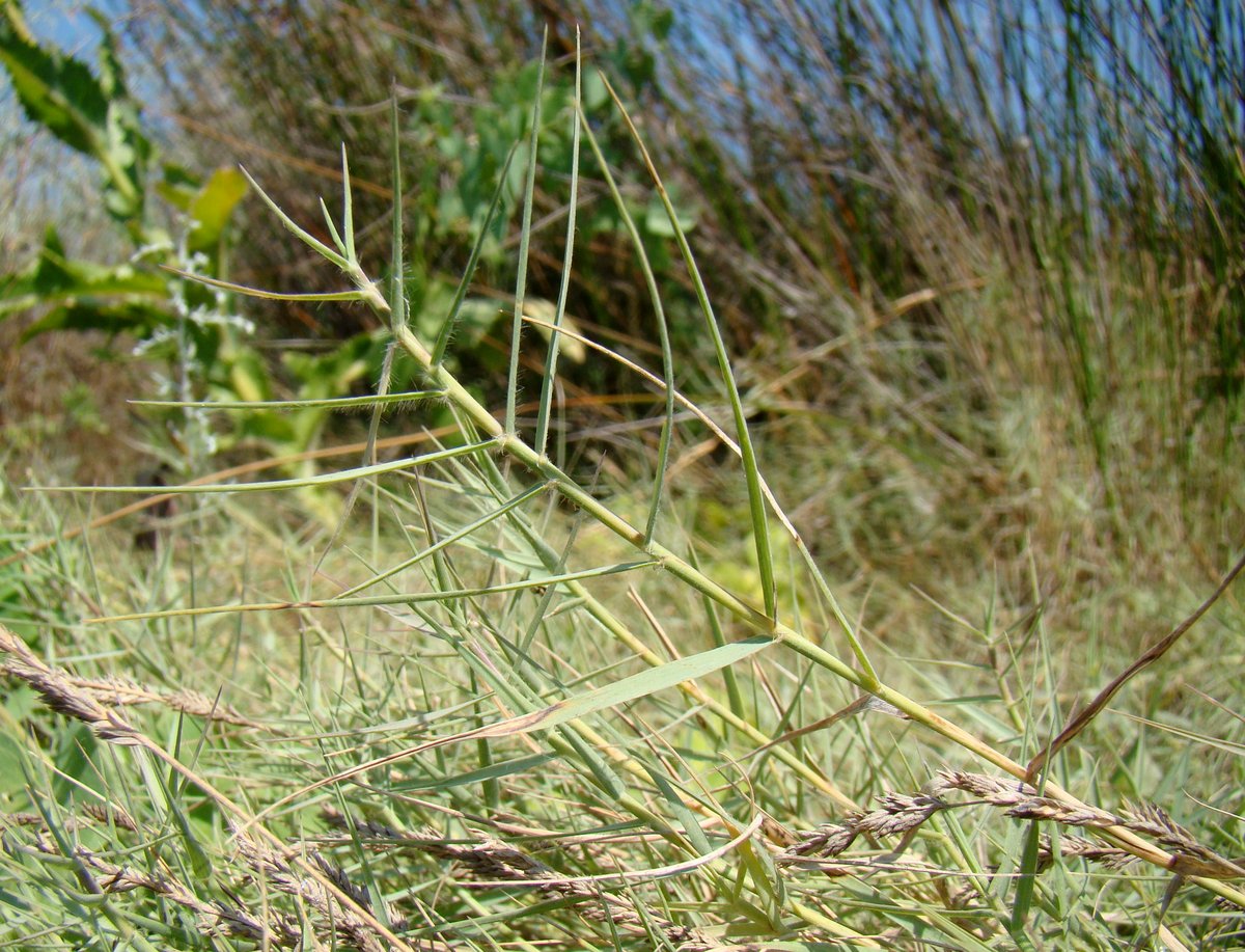 Image of Aeluropus littoralis specimen.