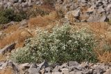Clematis songorica. Цветущее растение. Южный Казахстан, горы Алатау (Даубаба), Карьерное ущелье. 13.08.2014.
