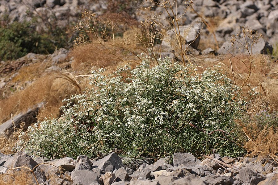 Image of Clematis songorica specimen.