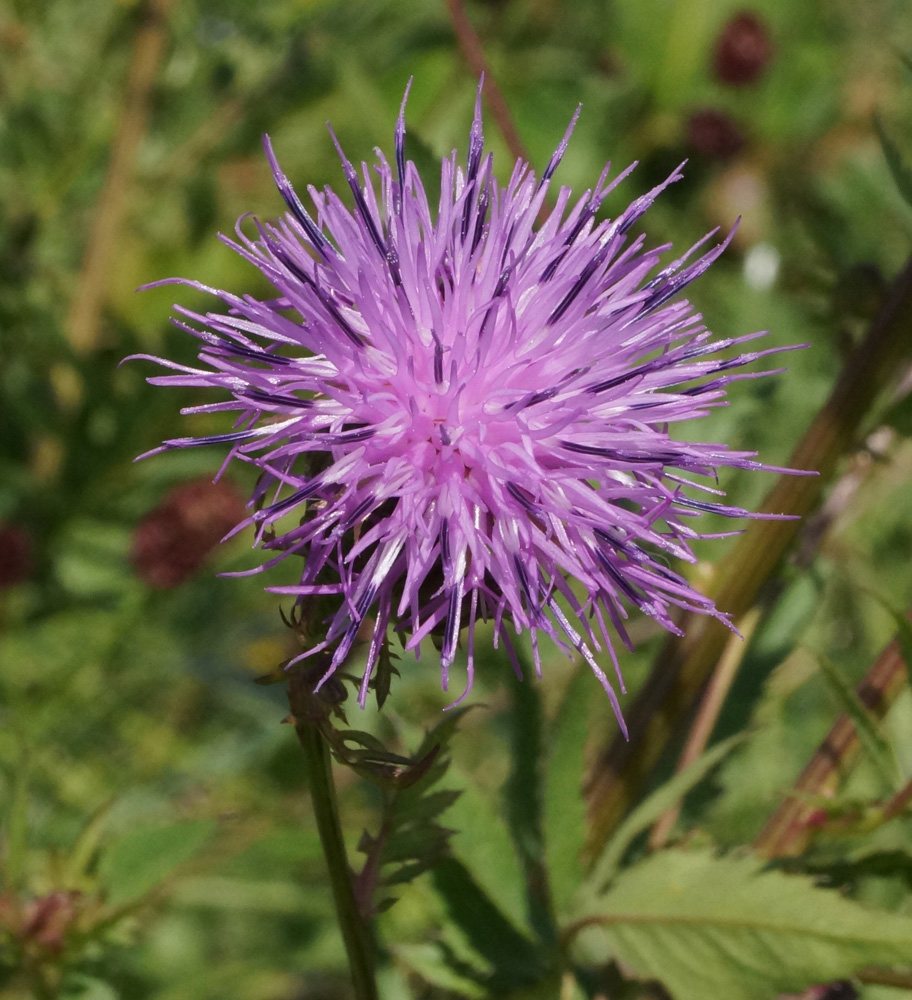 Image of Serratula coronata specimen.