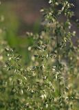 Poa pratensis. Соцветия. Санкт-Петербург, пустырь. 06.06.2009.