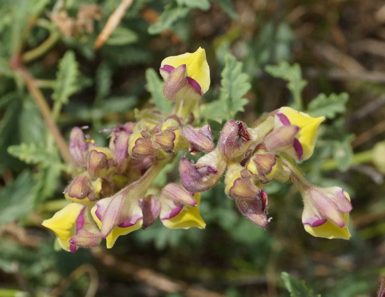 Image of Scutellaria alberti specimen.