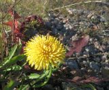 Taraxacum