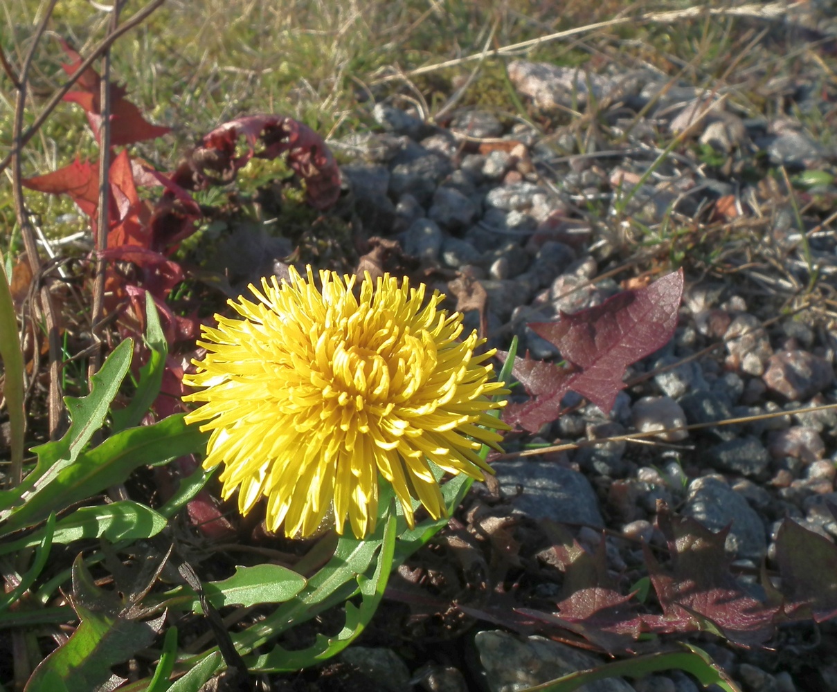 Изображение особи род Taraxacum.