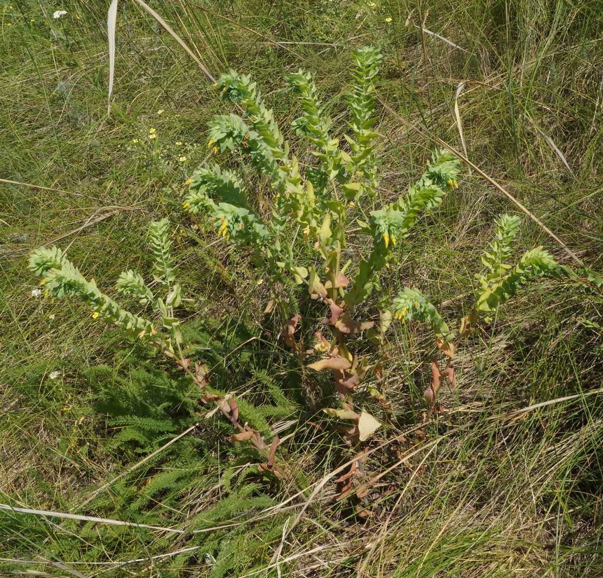 Image of Cerinthe minor specimen.