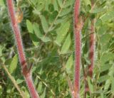 Oxytropis pilosa