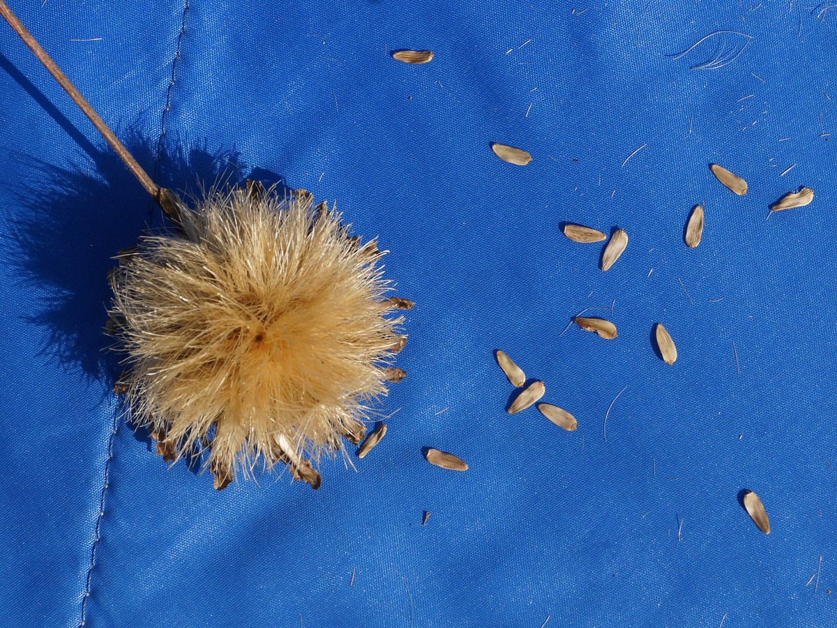 Image of Alfredia cernua specimen.