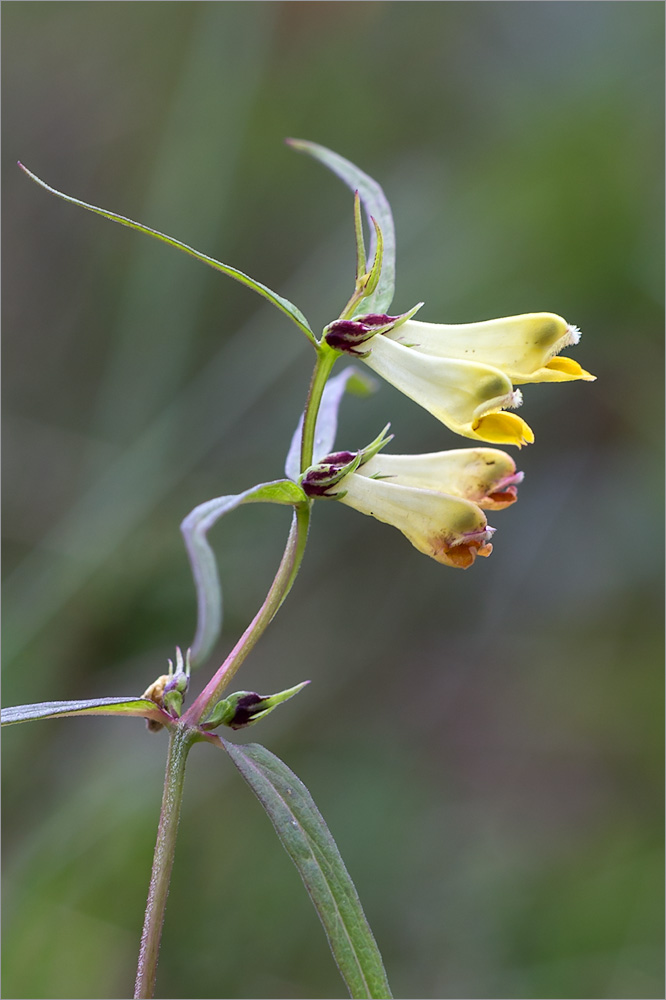 Image of Melampyrum pratense specimen.