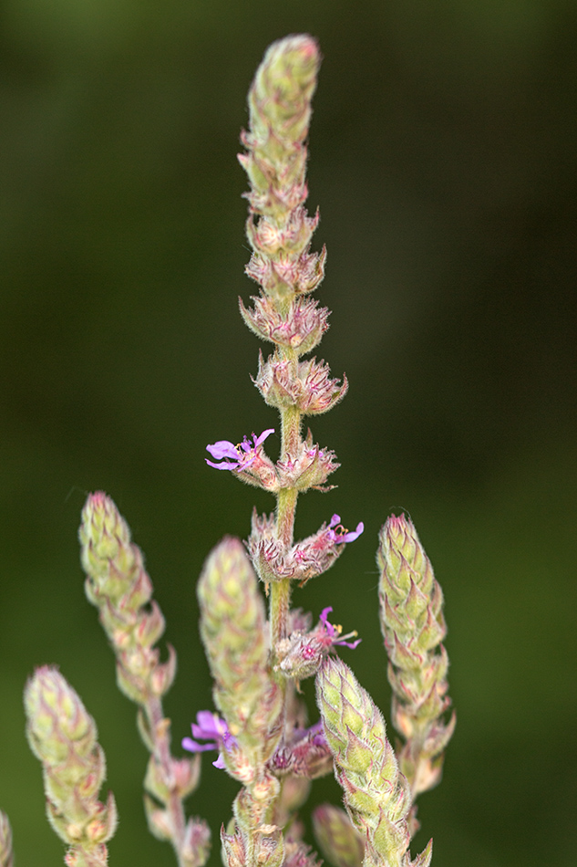 Image of Lythrum tomentosum specimen.