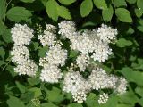 Spiraea chamaedryfolia