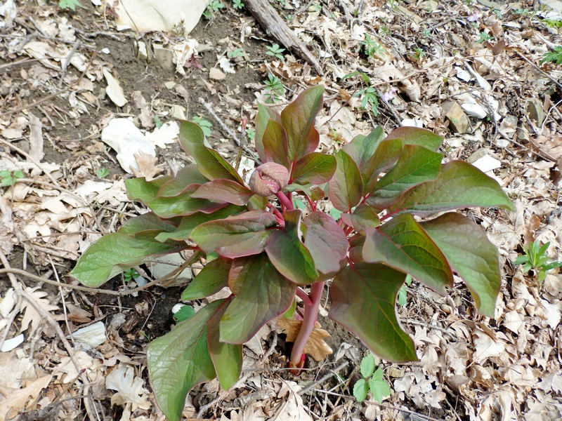 Изображение особи Paeonia caucasica.