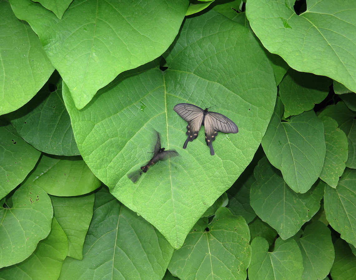 Изображение особи Aristolochia manshuriensis.