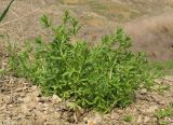 Galium aparine. Вегетирующее растение. Краснодарский край, Темрюкский р-н, мыс Железный Рог, приморский обрывистый глинистый склон. 09.04.2016.