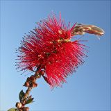 Callistemon citrinus