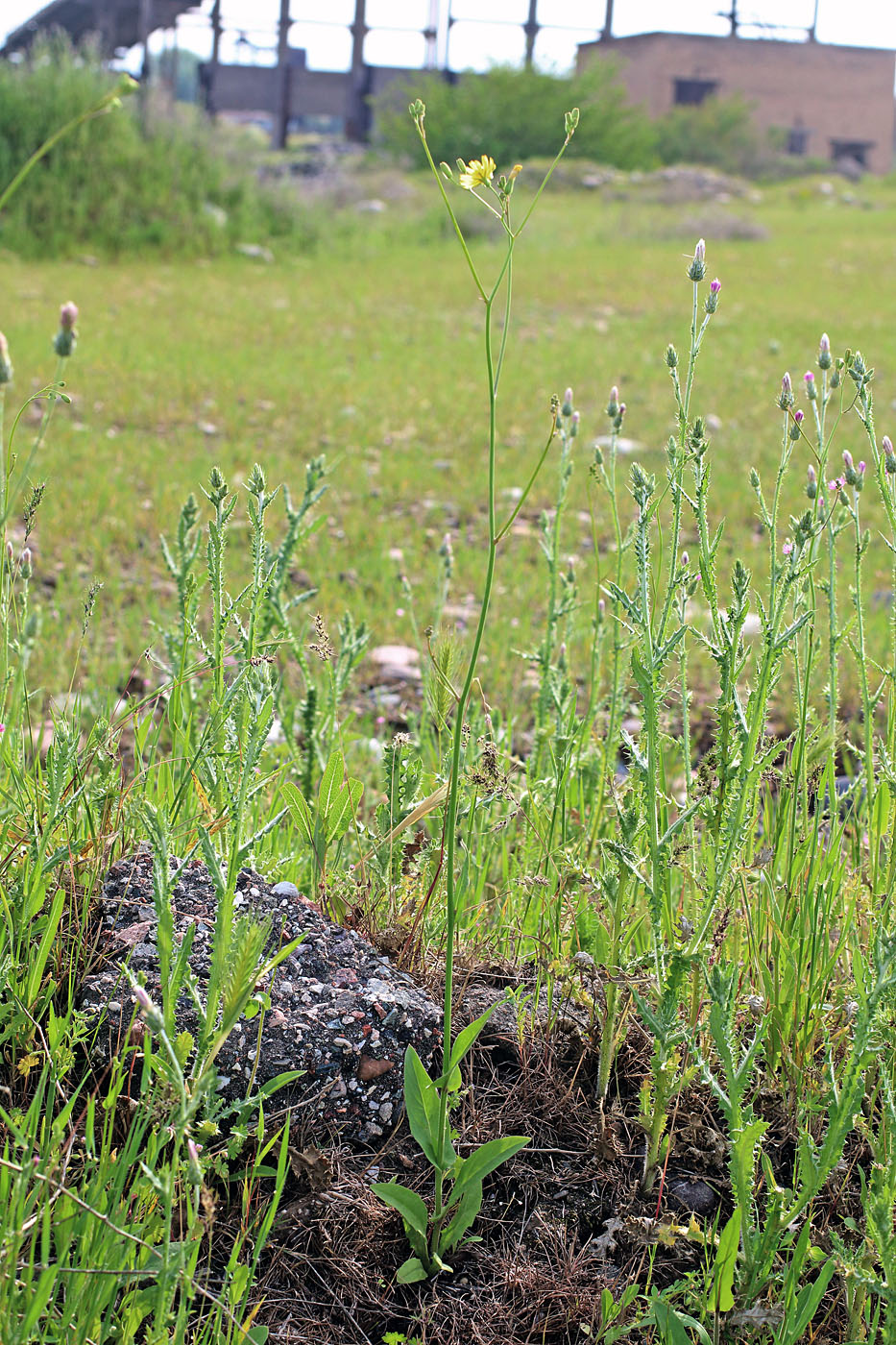 Image of Crepis pulchra ssp. turkestanica specimen.