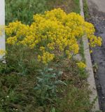 Isatis campestris