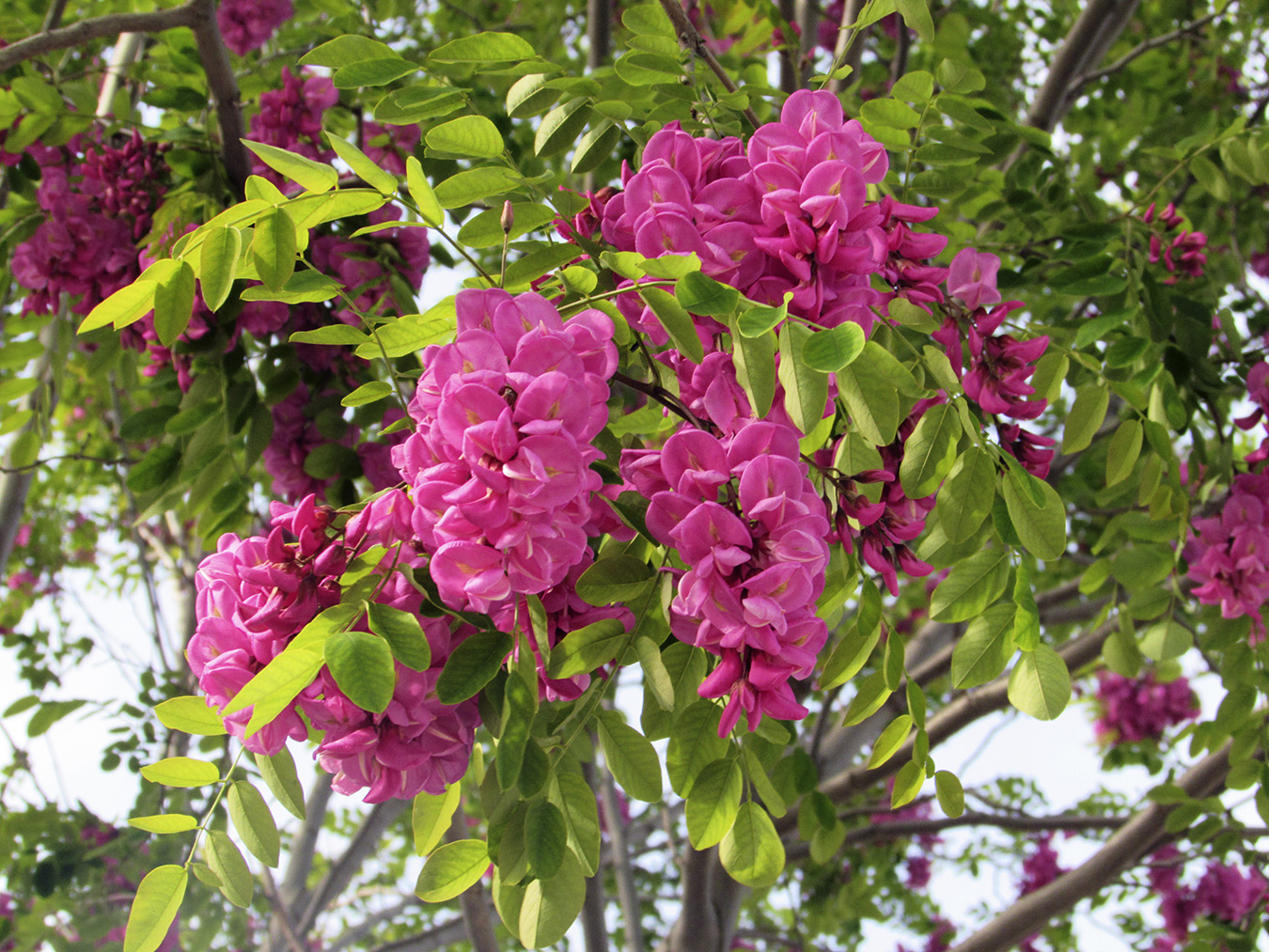 Image of Robinia neomexicana specimen.