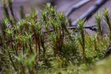 Polytrichum juniperinum